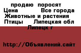 продаю  поросят  › Цена ­ 1 000 - Все города Животные и растения » Птицы   . Липецкая обл.,Липецк г.